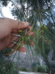 Pinus pinceana