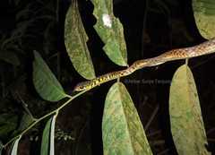 Xenochrophis maculatus