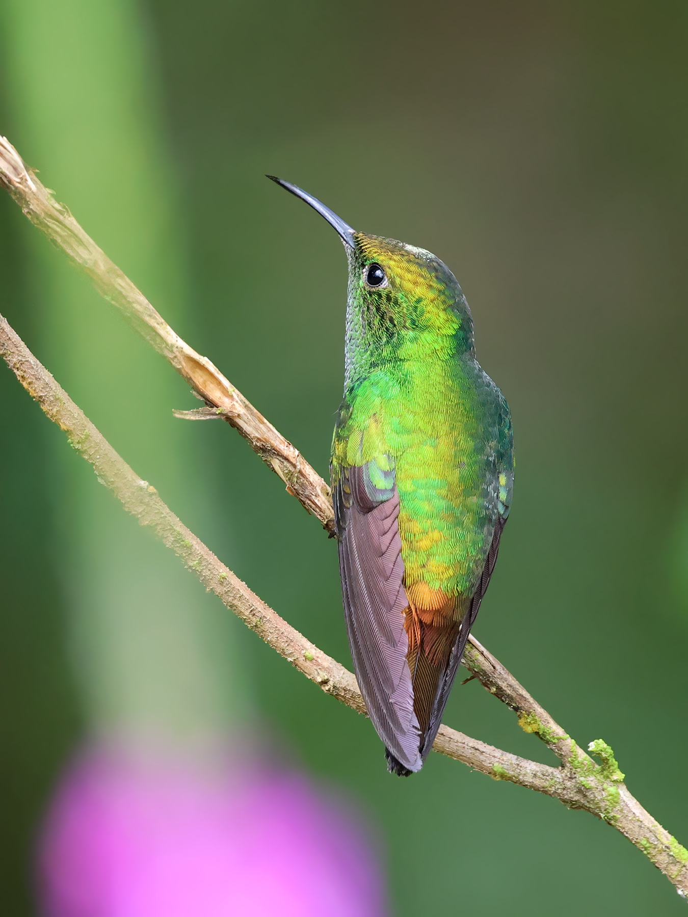 Coppery-headed Emerald (Microchera cupreiceps), photo 5