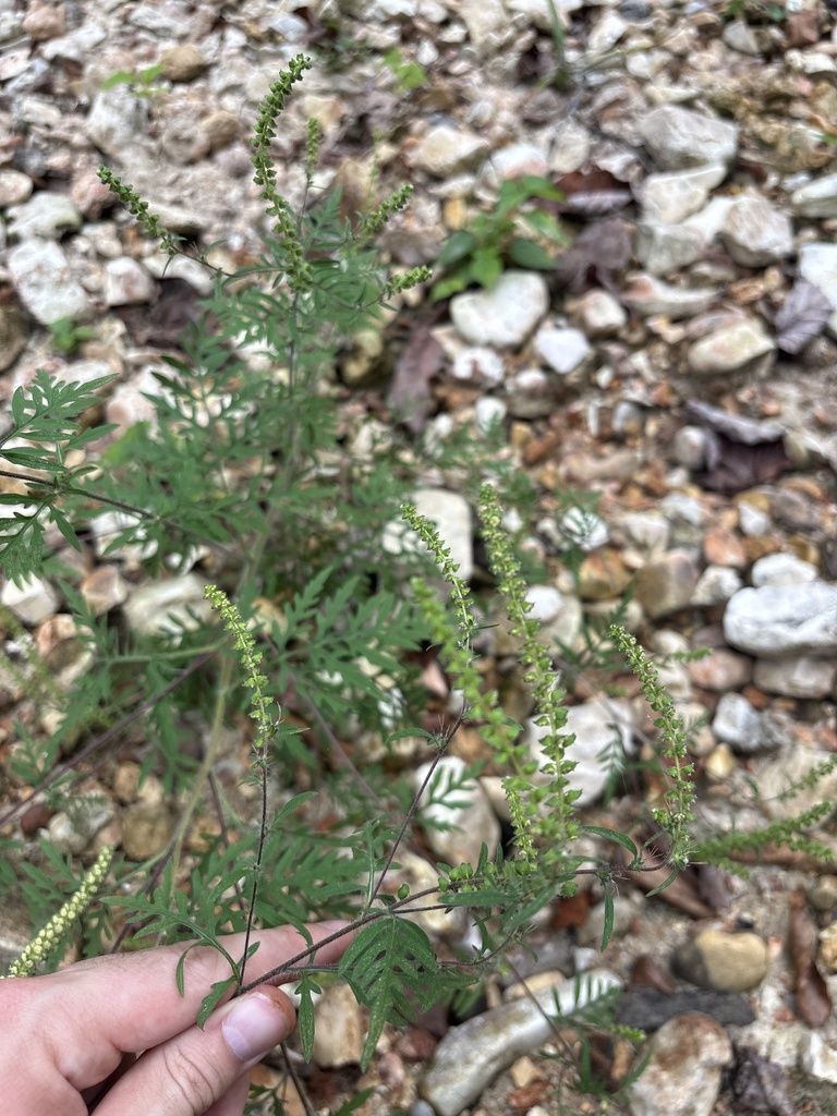 common ragweed in September 2025 by Jack Looney · iNaturalist