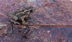 Ingerophrynus divergens