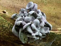 Gerronema waikanaense