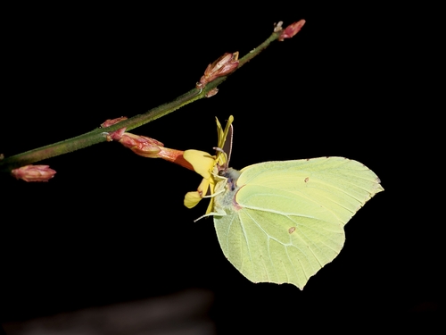 Brimstone Butterfly