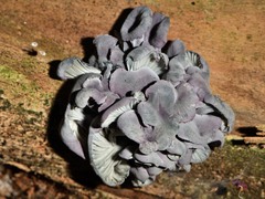 Gerronema waikanaense