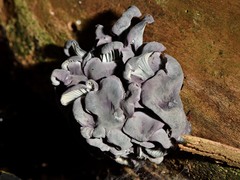 Gerronema waikanaense