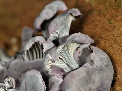 Gerronema waikanaense