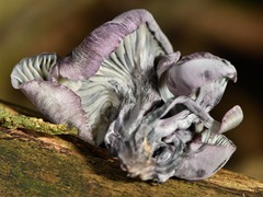 Gerronema waikanaense