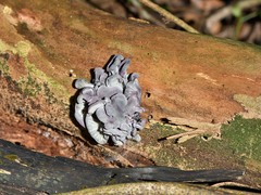 Gerronema waikanaense