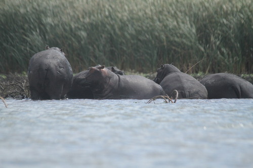 Common Hippopotamus