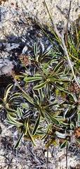 Celmisia hieraciifolia gracilis
