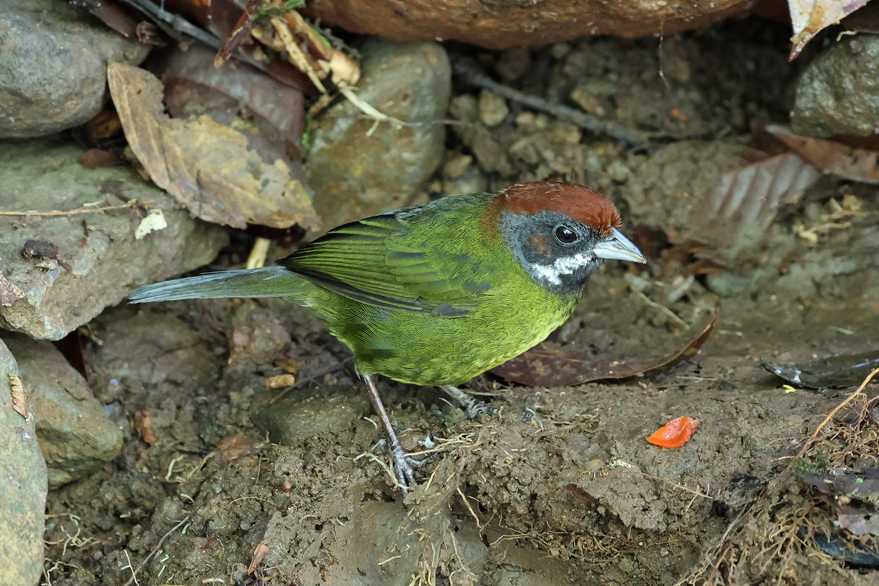 Sooty-faced Finch (Arremon crassirostris), photo 1