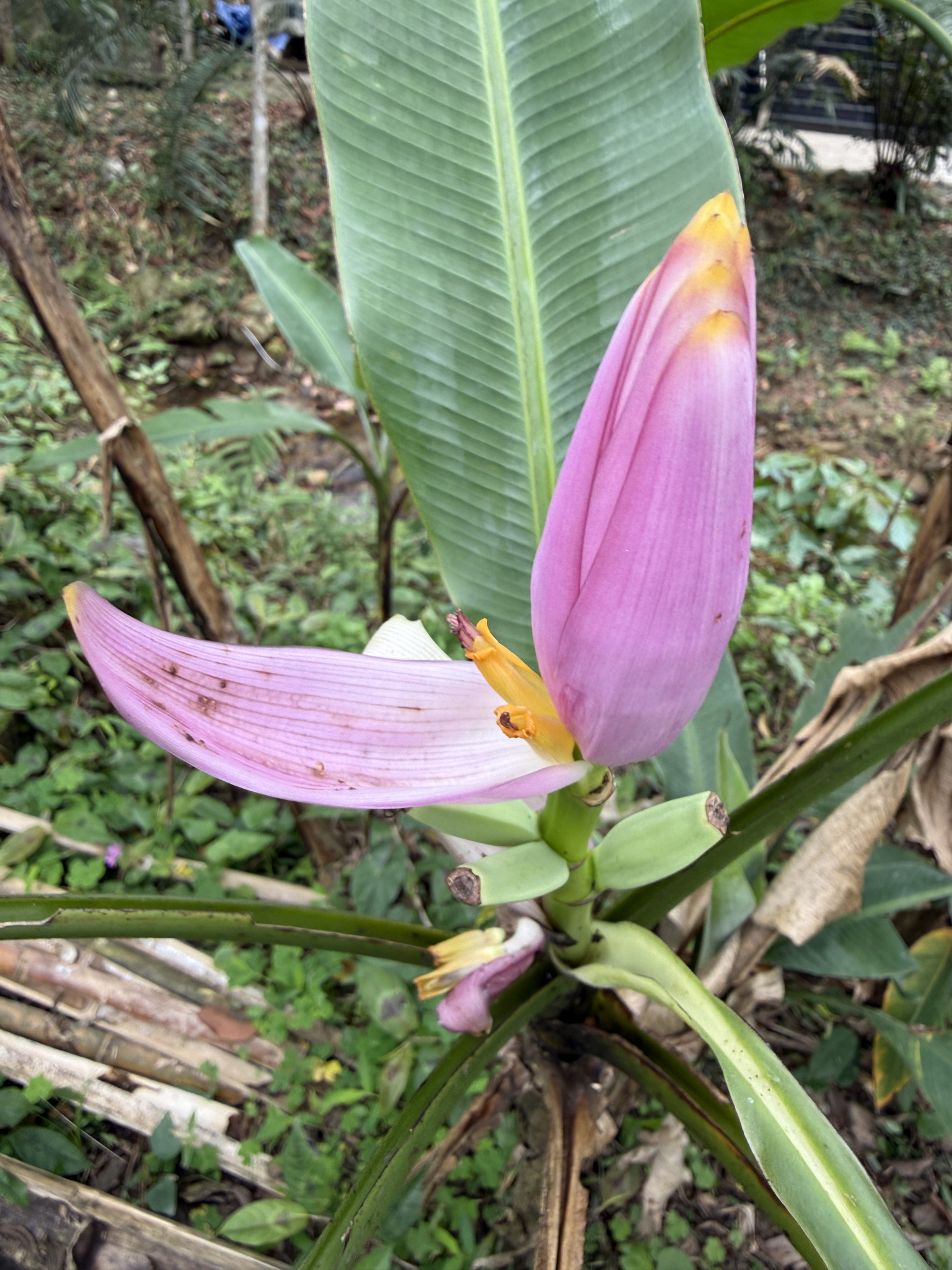 Musa ornata — ảnh 2