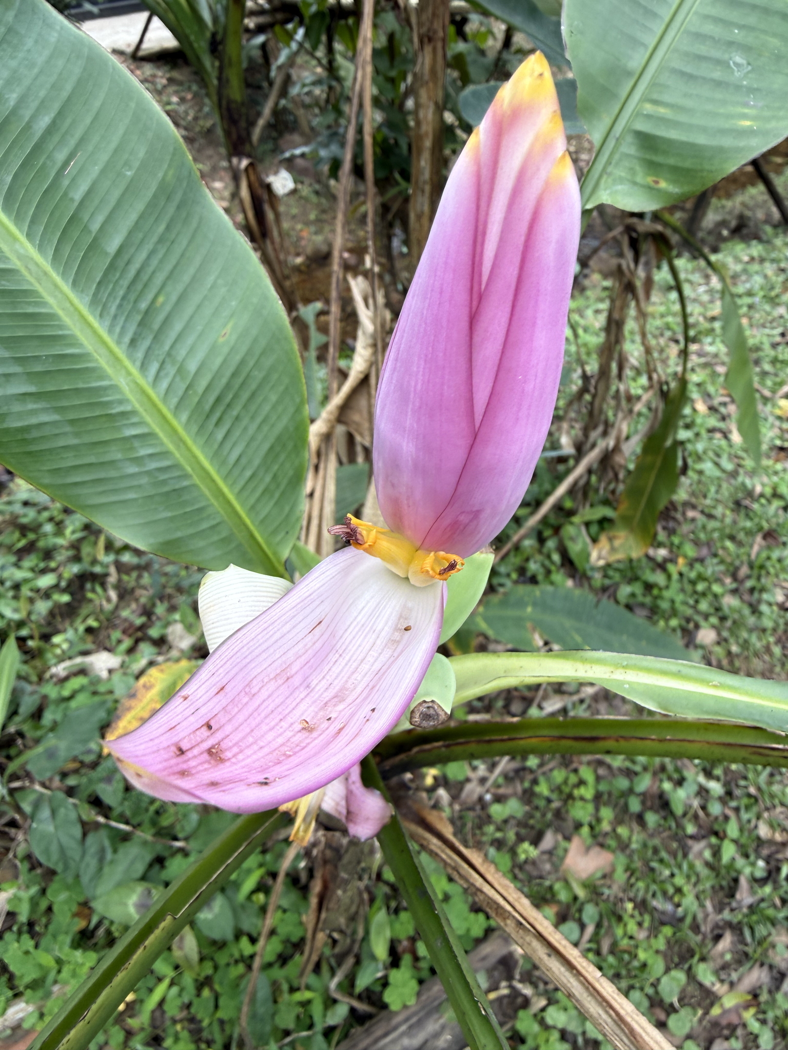 Musa ornata — ảnh 3