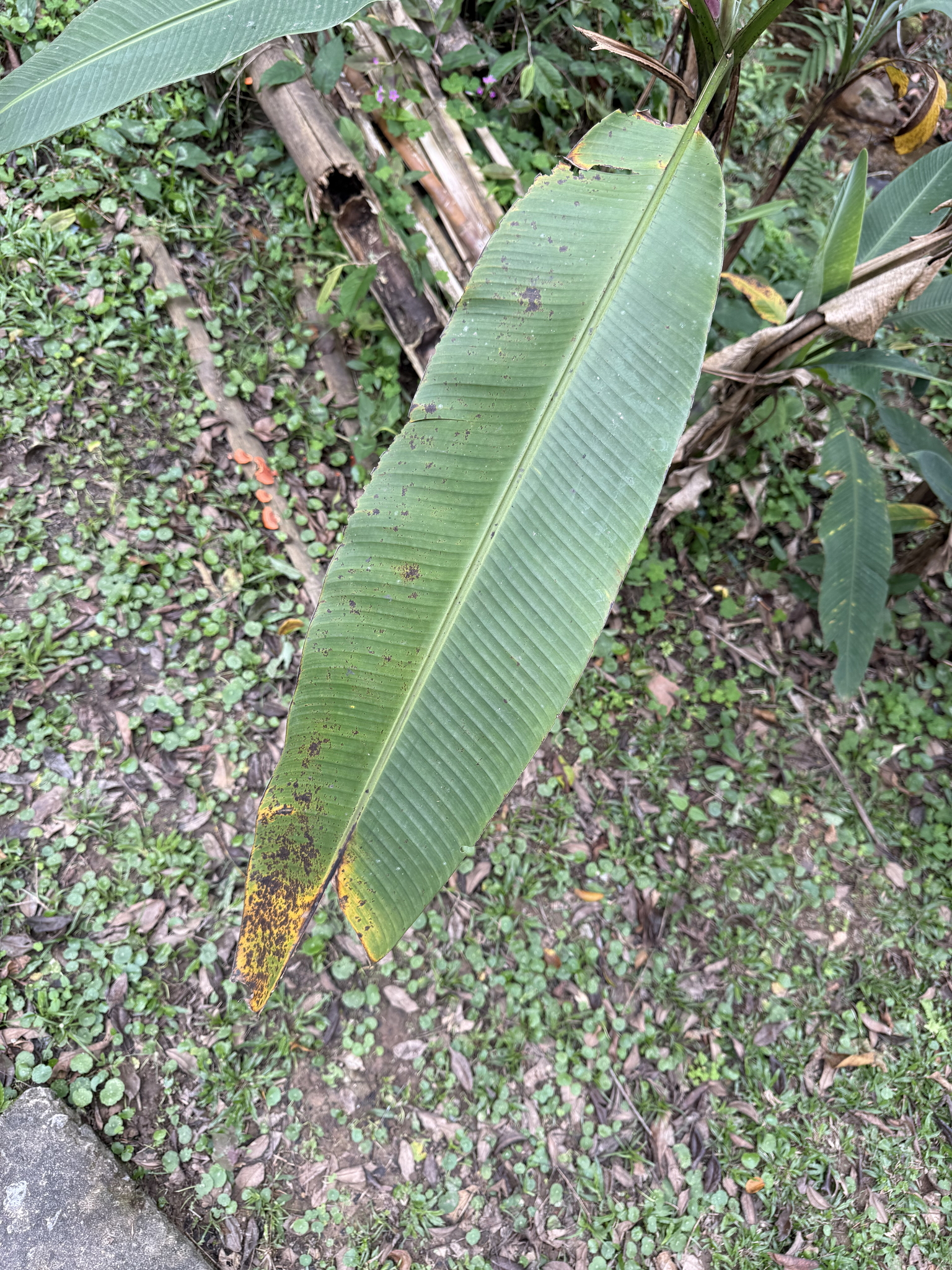 Musa ornata (Musa ornata)
