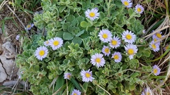 Aster spathulifolius