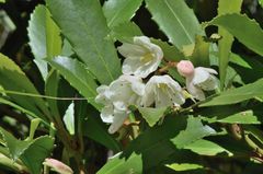 Anopterus glandulosus