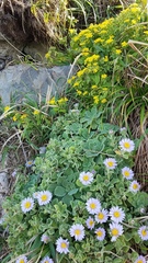 Aster spathulifolius