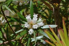 Cyathodes glauca