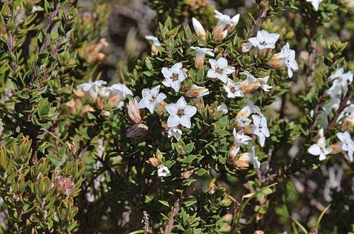 Image of Epacris serpyllifolia by (c) James (Jim) Duggan, some rights reserved (CC BY-SA)
