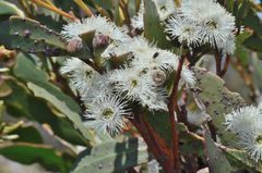 Eucalyptus coccifera