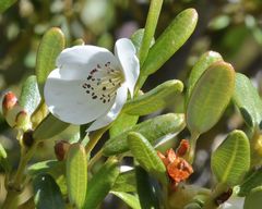 Eucryphia milliganii