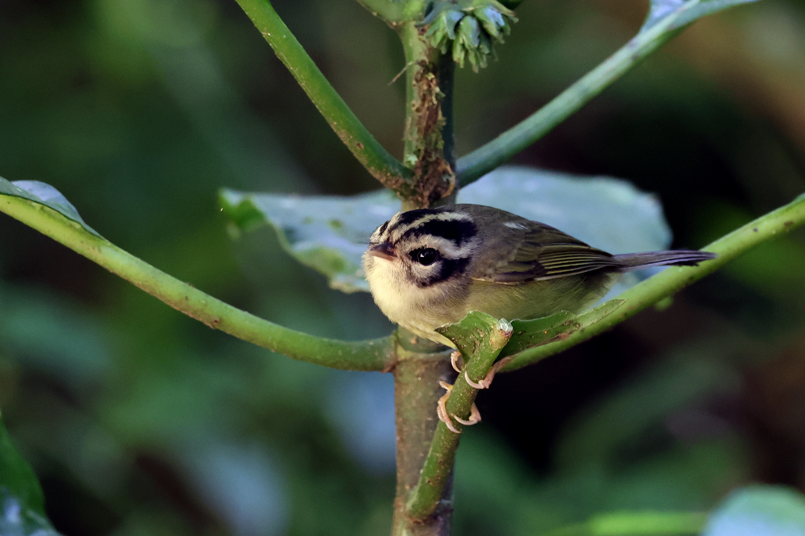 Black-eared Warbler (Basileuterus melanotis), photo 1