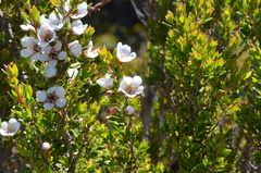 Leptospermum rupestre