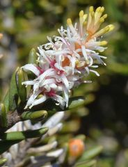 Orites revolutus
