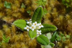 Pimelea cinerea
