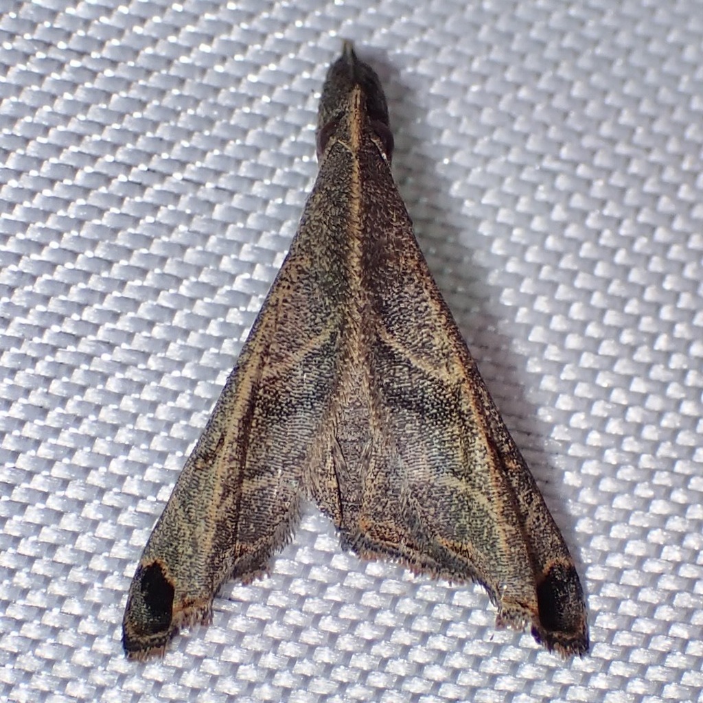 Palthis angustipennis