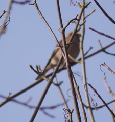 Fringilla coelebs coelebs