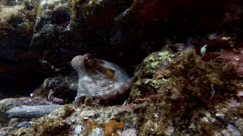 Octopus vulgaris