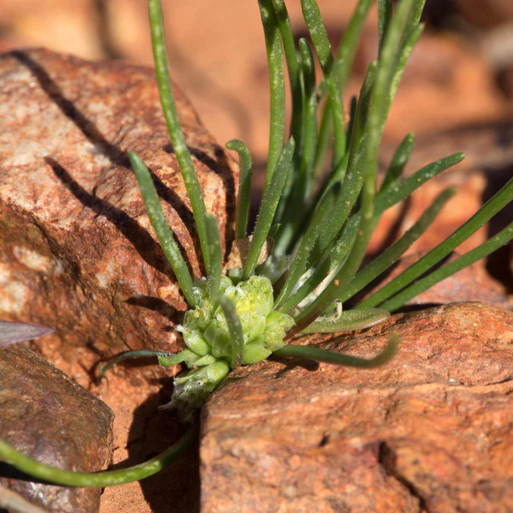Isoetopsis