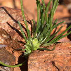 Isoetopsis graminifolia