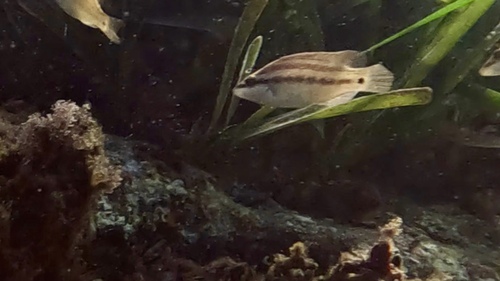 Symphodus tinca