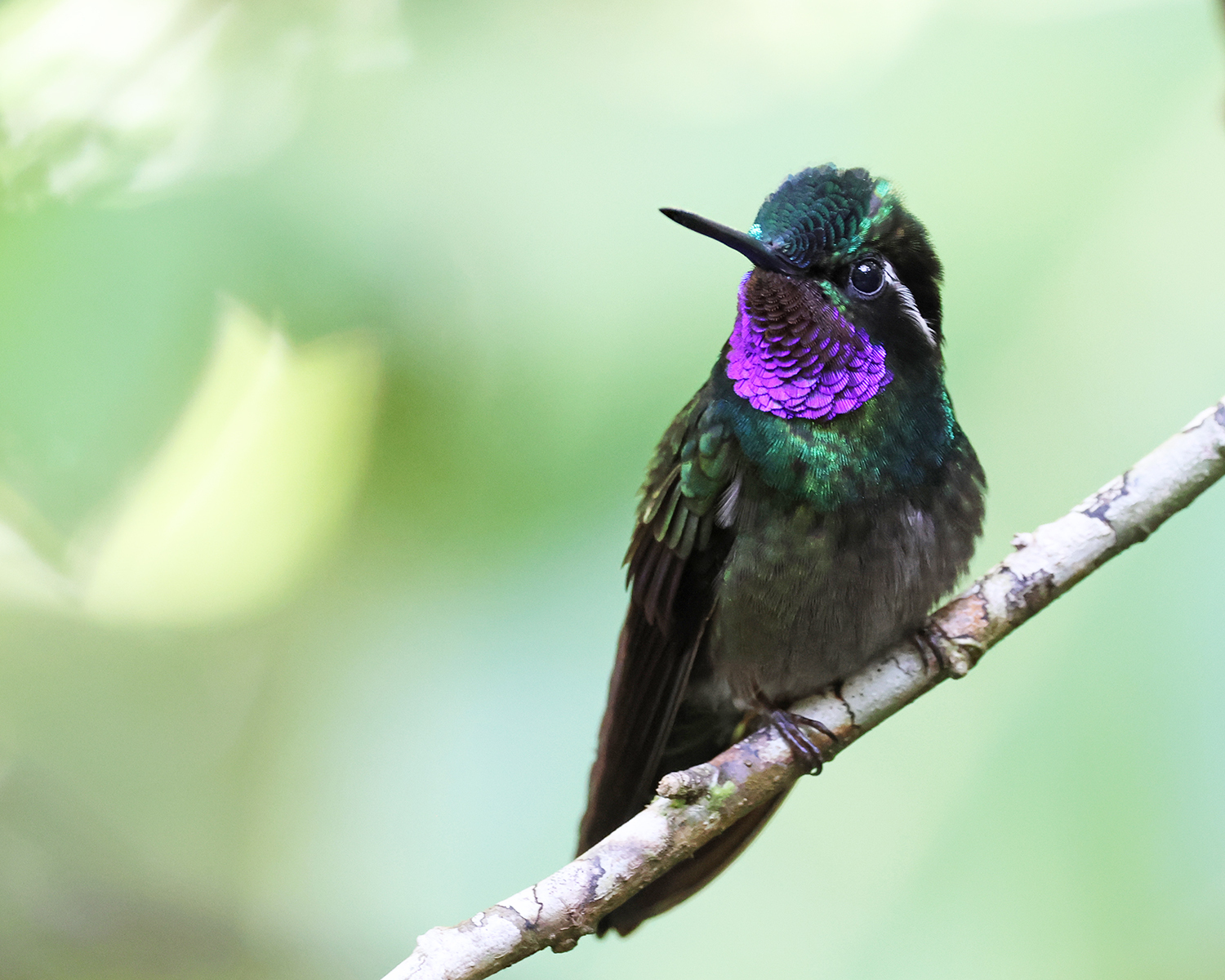 Purple-throated Mountaingem (Lampornis calolaemus), photo 3