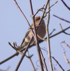 Fringilla coelebs coelebs