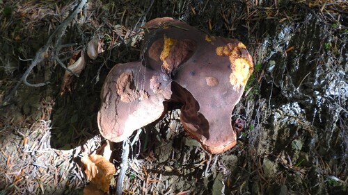 Scarlet Bolete