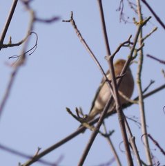 Fringilla coelebs coelebs