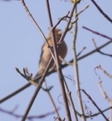 Fringilla coelebs coelebs