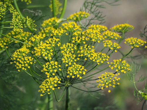 Dill (Anethum graveolens)