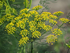 Aneth (Anethum graveolens)
