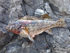 Aplodactylus arctidens