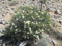 Cistus clusii