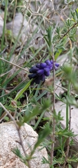 Muscari