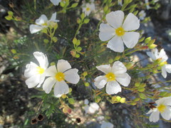 Cistus clusii