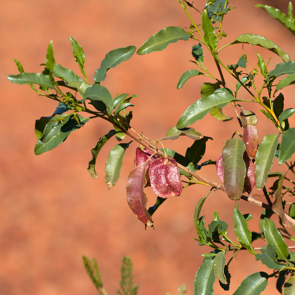 Dodonaea petiolaris