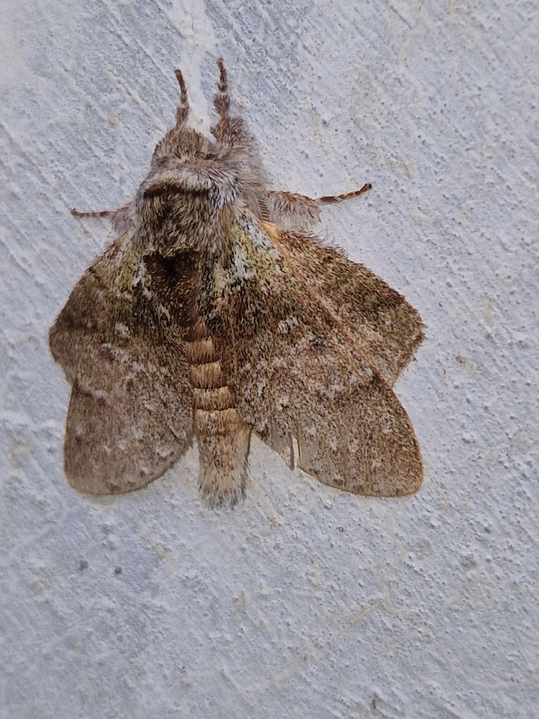 Stauropus caerulea