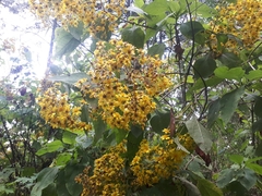 Rumfordia floribunda