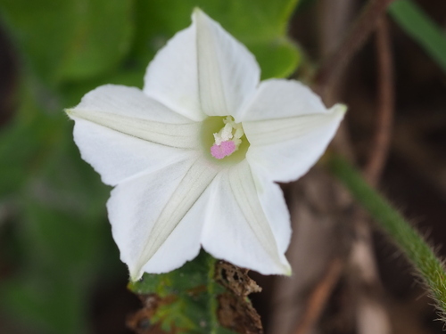 Two-flowered Aniseia (Ipomoea biflora)